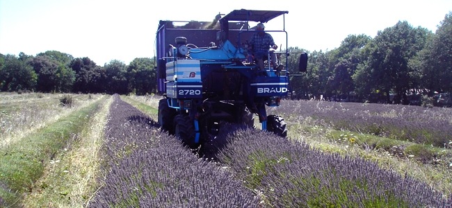 lavandin2