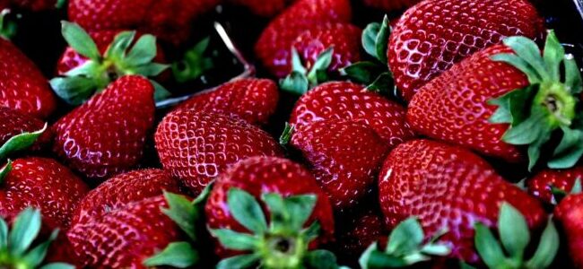 Fraises destinées à notre confiture au miel à la fraise