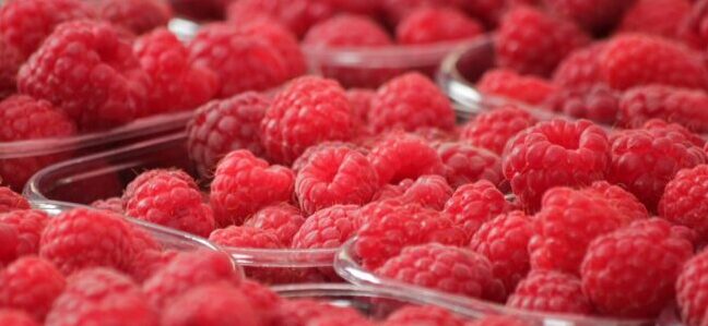 Framboises pour notre confiture au miel à la framboise