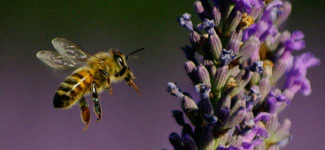 abeille-vol-lavandes