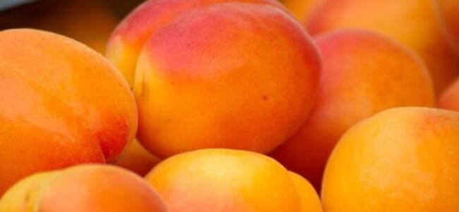 abricot destiné à notre confiture au miel à l'abricot