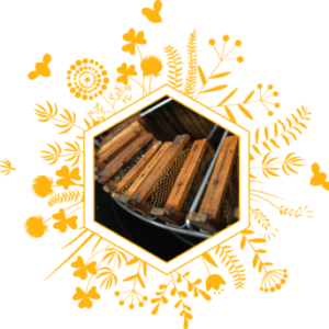 Extraction du miel par l'apicultrice Mélanie