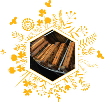 Extraction du miel par l'apicultrice Mélanie