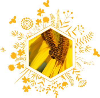Une abeille Dromoise sur un tournesol