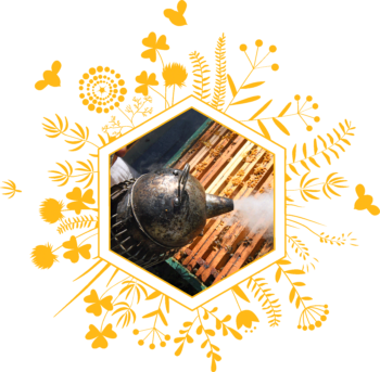 Enfumage des abeilles avant récolte du miel par Jérémy, apiculteur