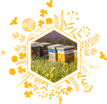 transhumance des ruches par l'apiculteur Florian à Roussas dans la drome