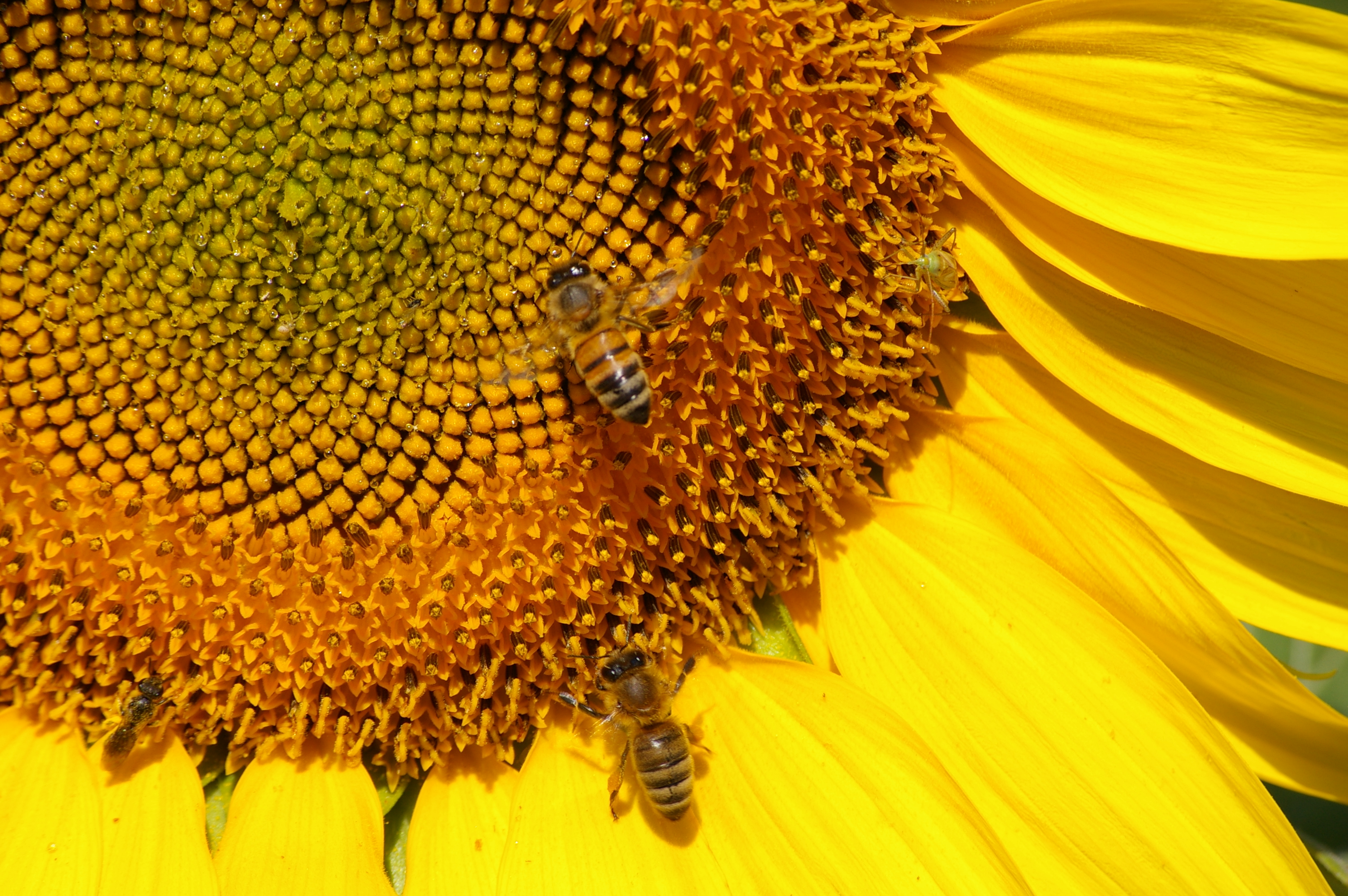 Rôle des Abeilles dans la Nature