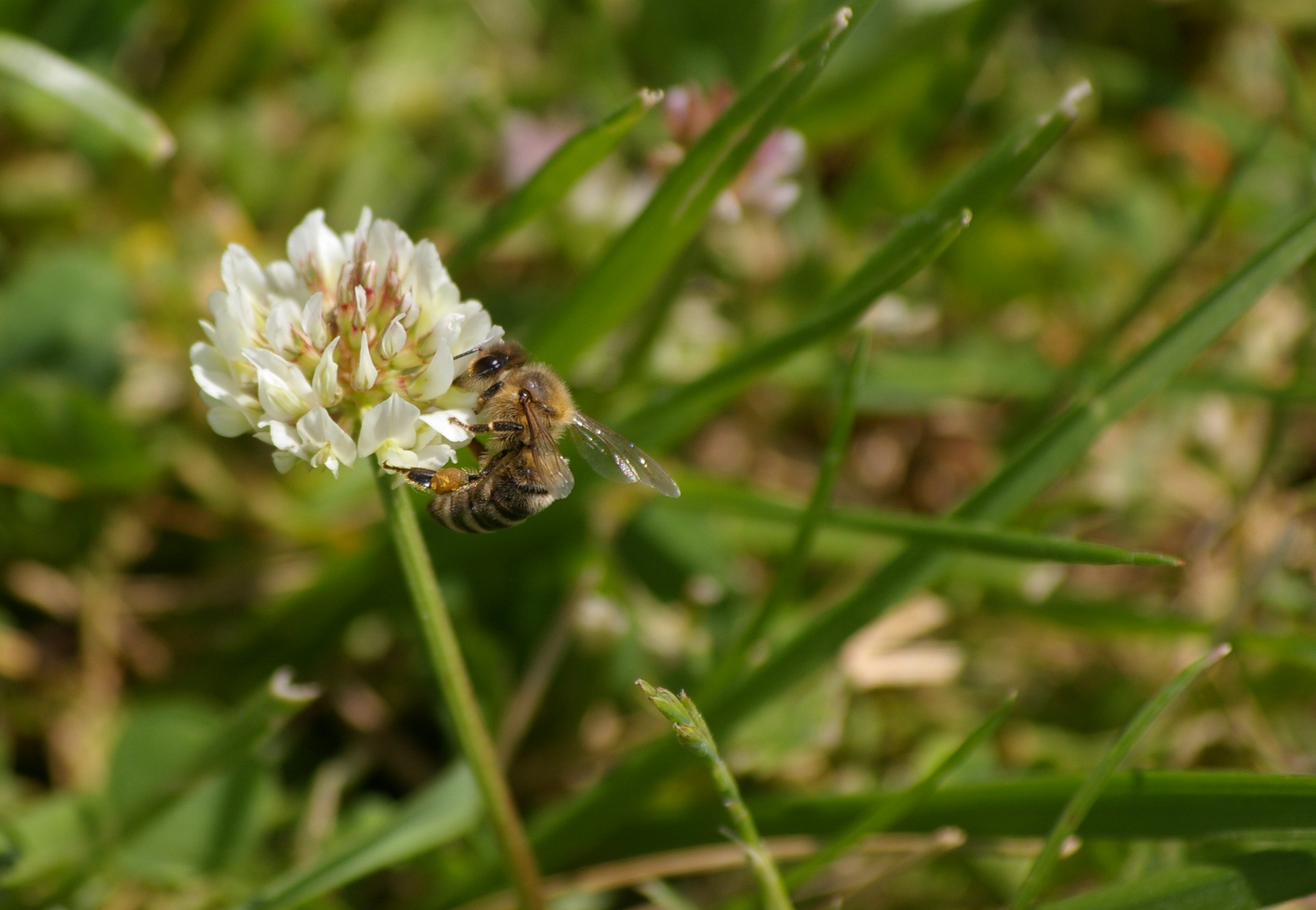 abeille-comps