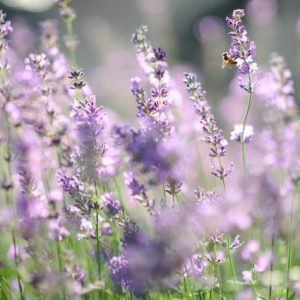 Lavandin