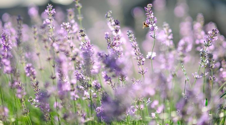 lavandin